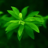 新芽