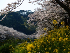 川沿いの桜並木