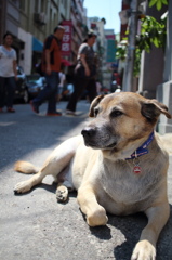 台湾の犬