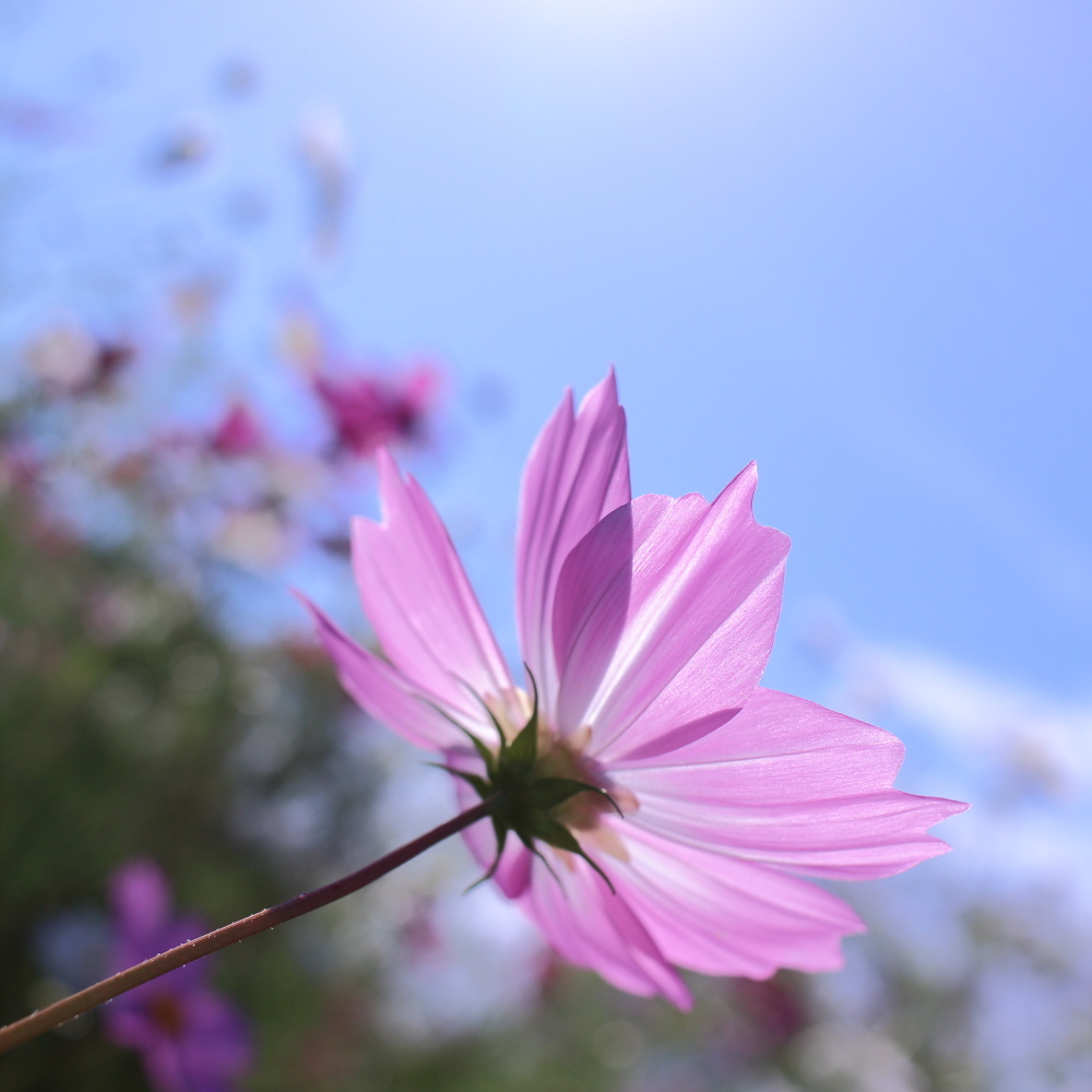 秋桜