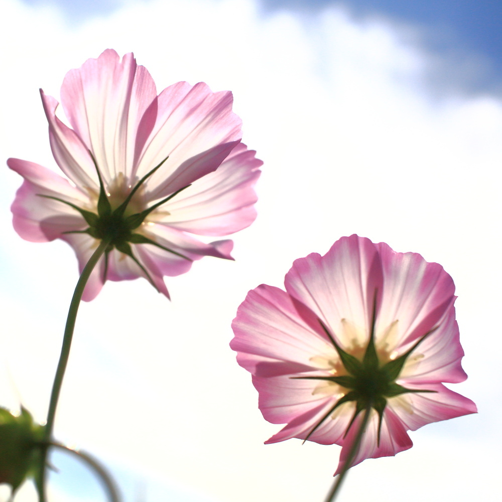 秋桜