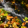 奥入瀬渓流の紅葉