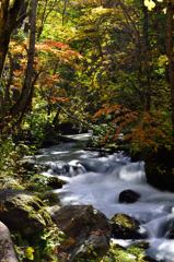 奥入瀬渓流の紅葉