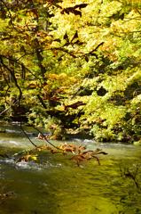 奥入瀬渓流の紅葉　金の世界