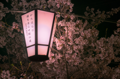 夜桜猫