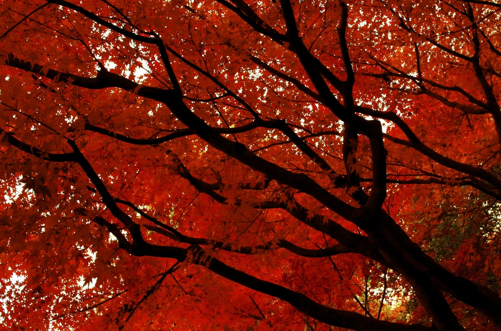 紅と黒