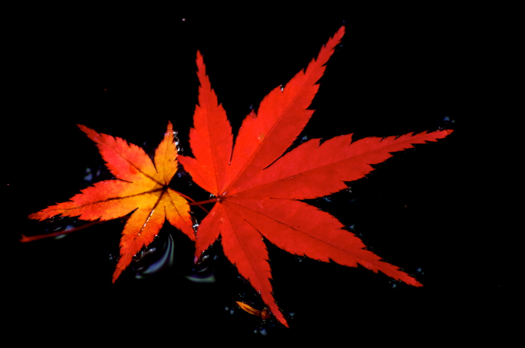 闇に漂う