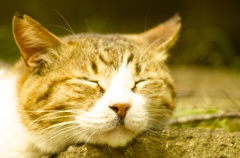 むにゃむにゃ