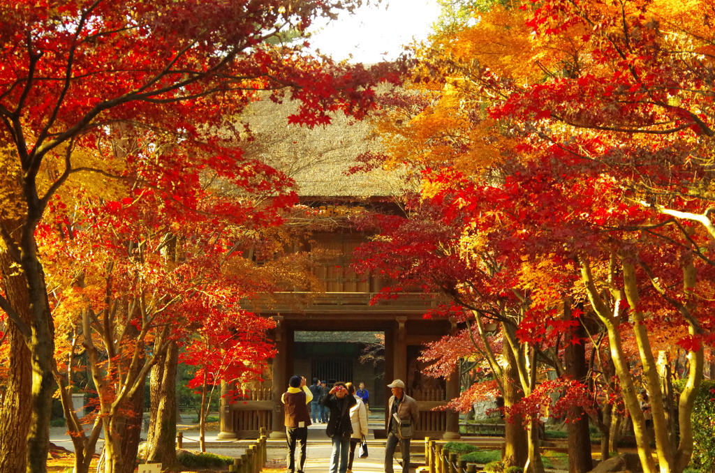 晩秋の平林寺