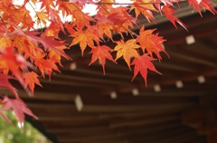鎌倉の紅葉