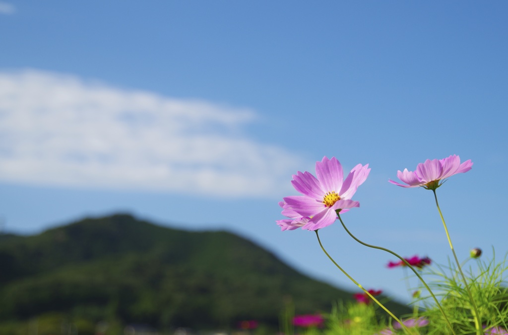 秋の空に向かって