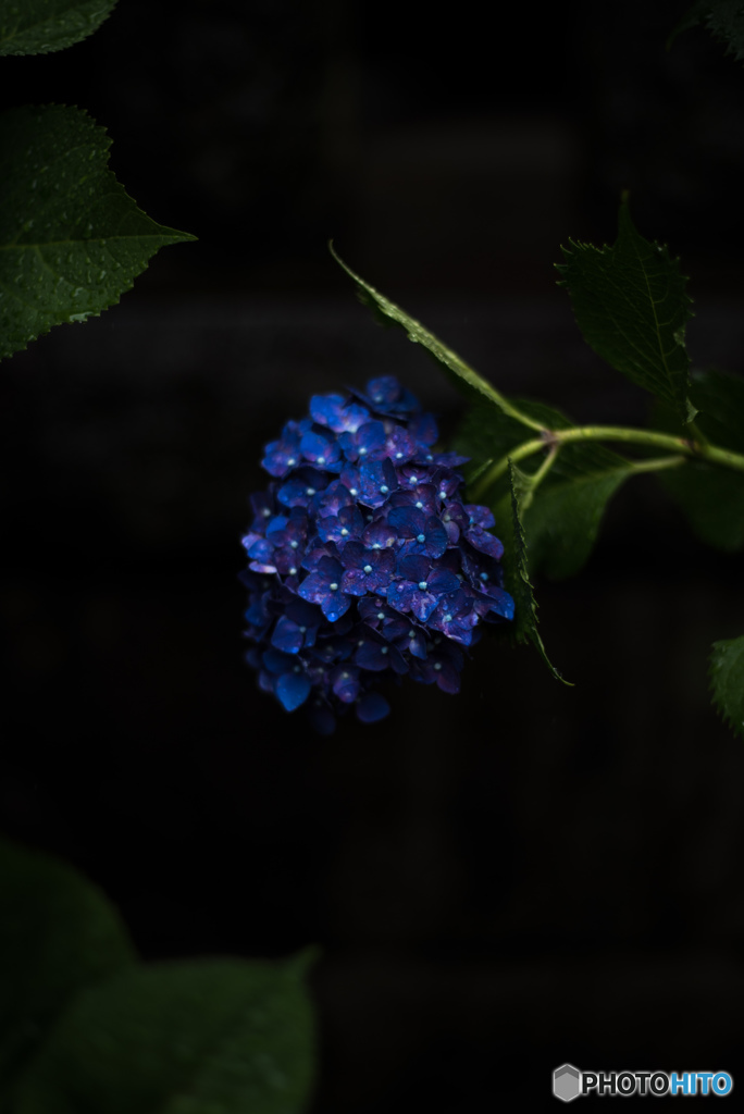 紫紫陽花