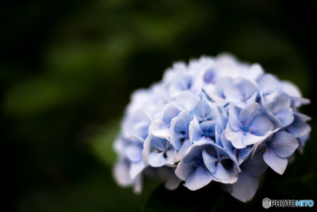 白紫陽花