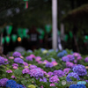 白山紫陽花