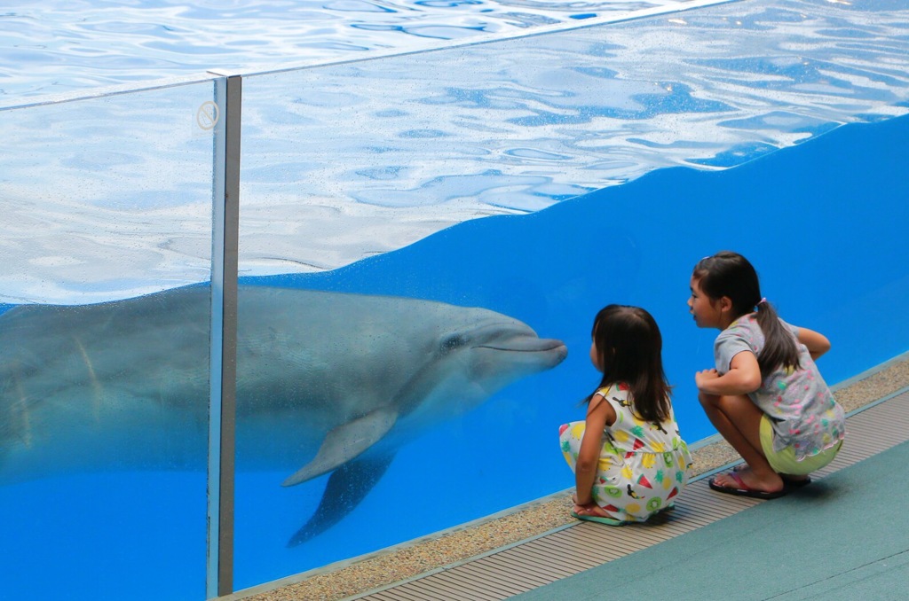 これからショーがはじまるよ