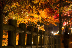 紅葉