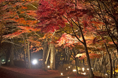 紅葉
