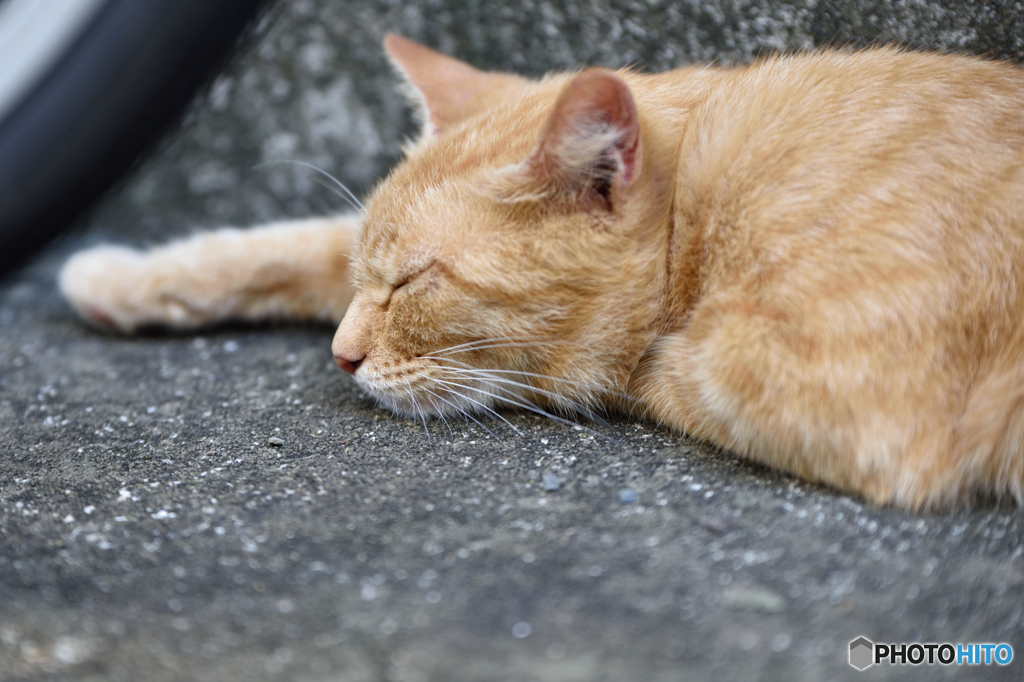 眠気がとまらにゃい