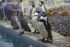 棒立ちペンギン