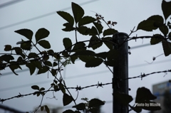 雨の日散歩