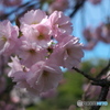 一葉の花