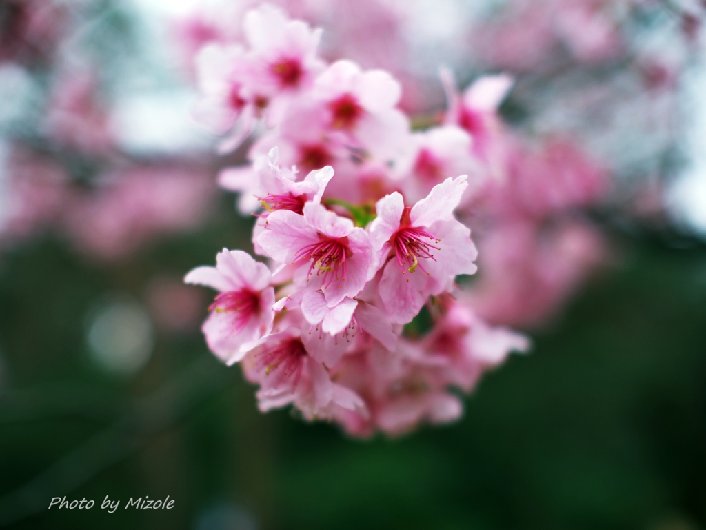桜