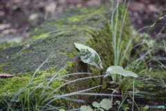 石と苔と葉
