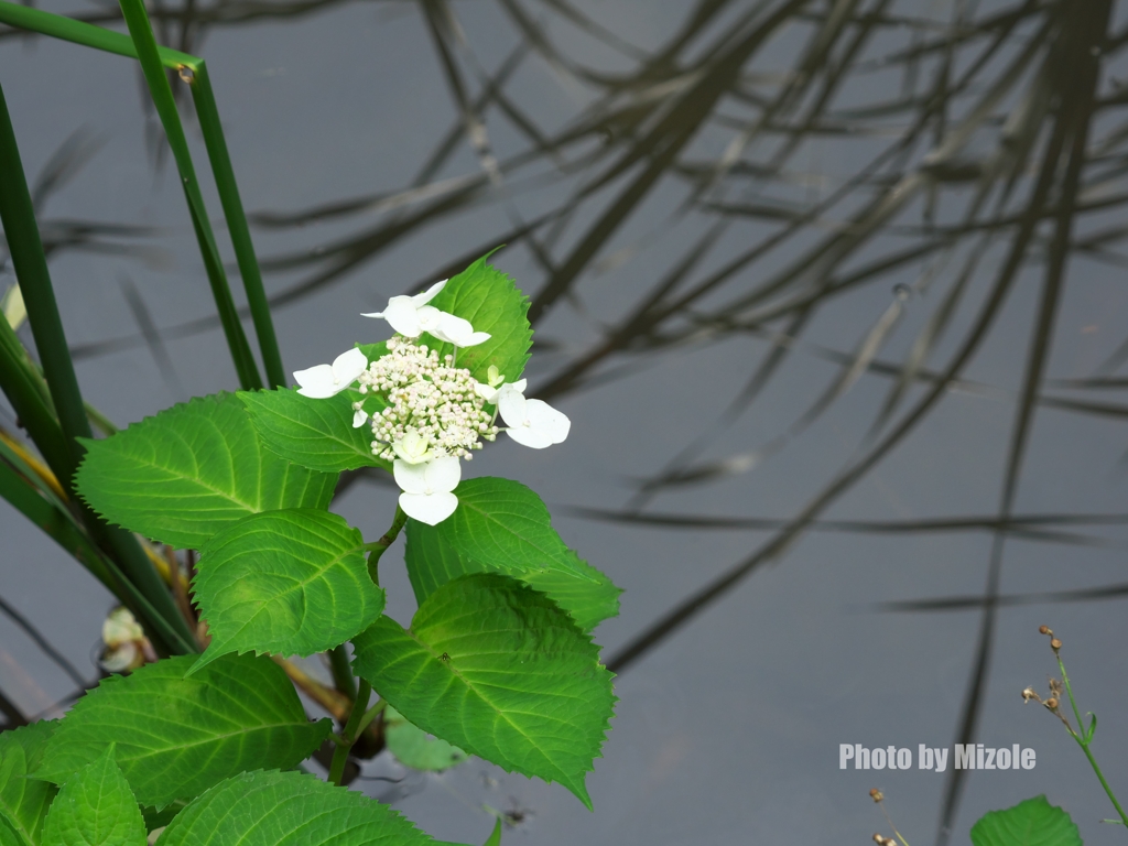 水辺の紫陽花