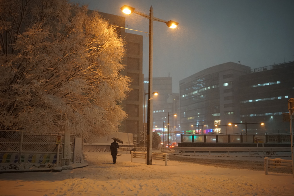 街路樹と雪