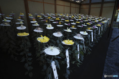 菊花壇