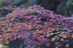 紅葉４