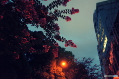 新宿スナップ　百日紅