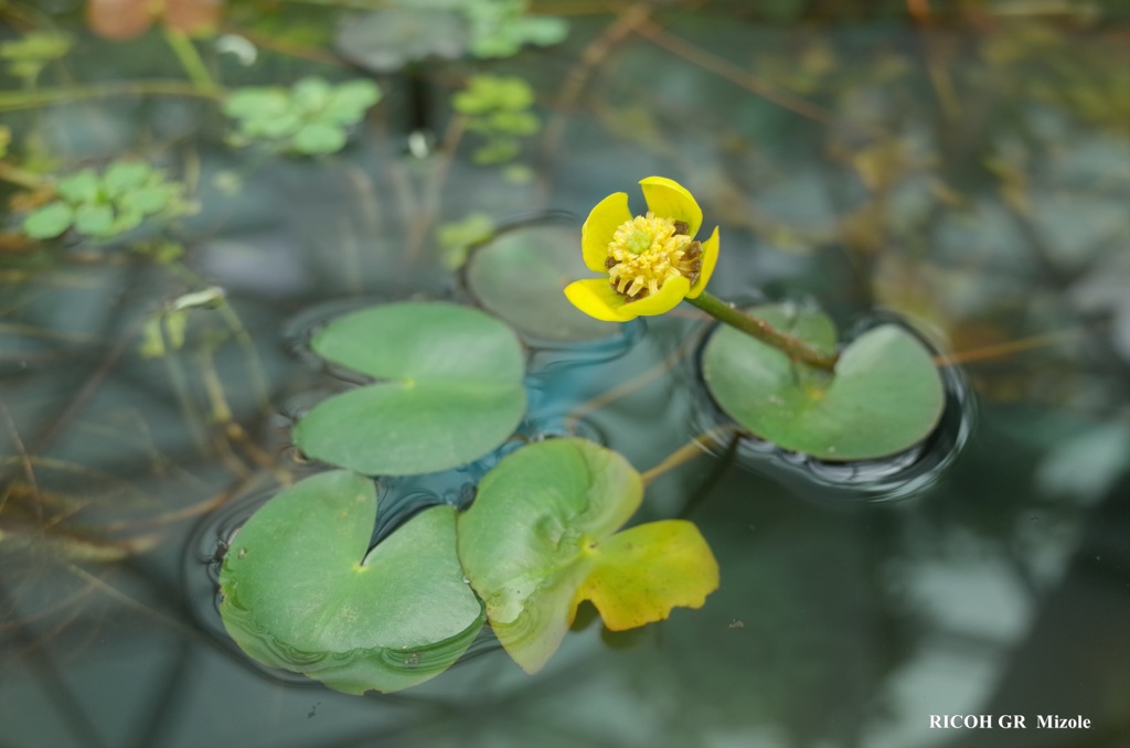 水上花