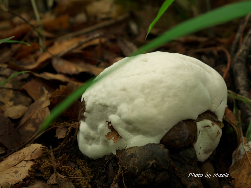 雨上がりのフワフワ