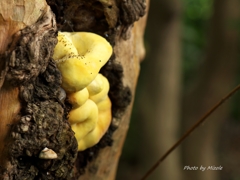 雨上がりのフワフワ？