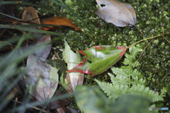 赤みがかった落ち葉