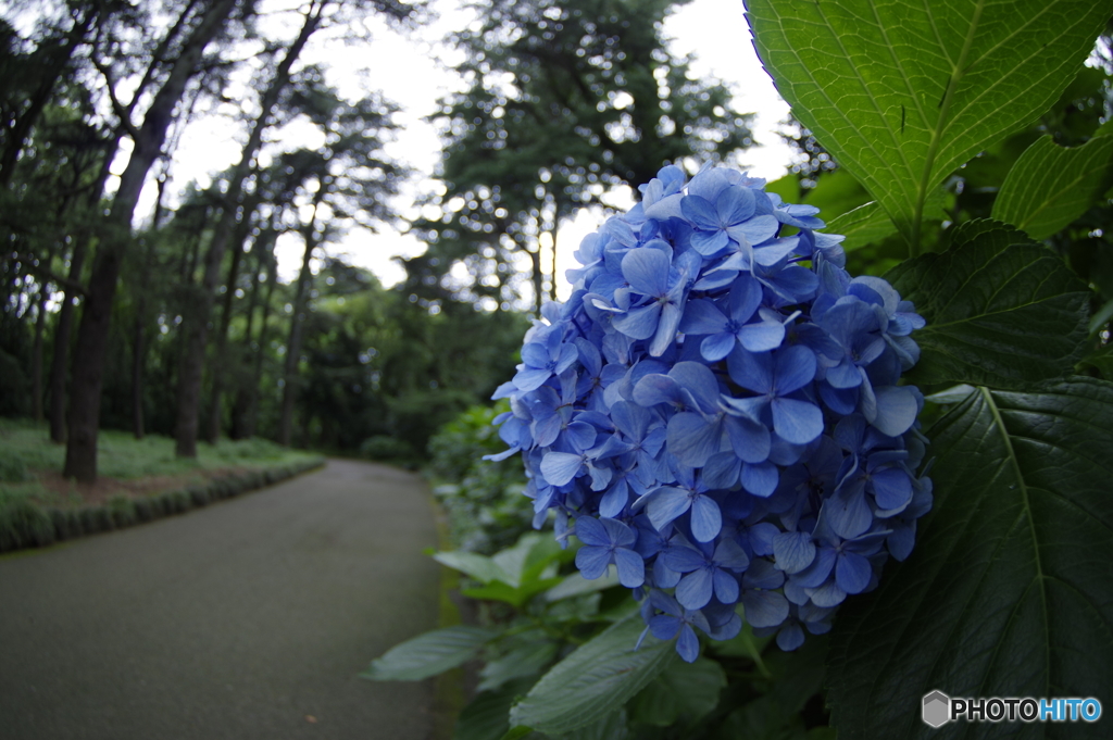 まだ咲いてる紫陽花