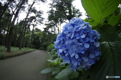 まだ咲いてる紫陽花