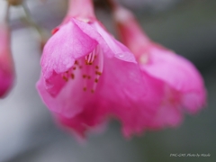 寒緋桜