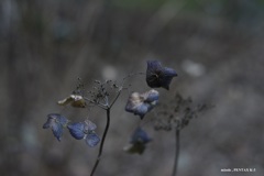 枯れ紫陽花