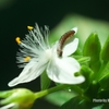 涼しげな花の上