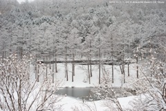 雪降る森の池