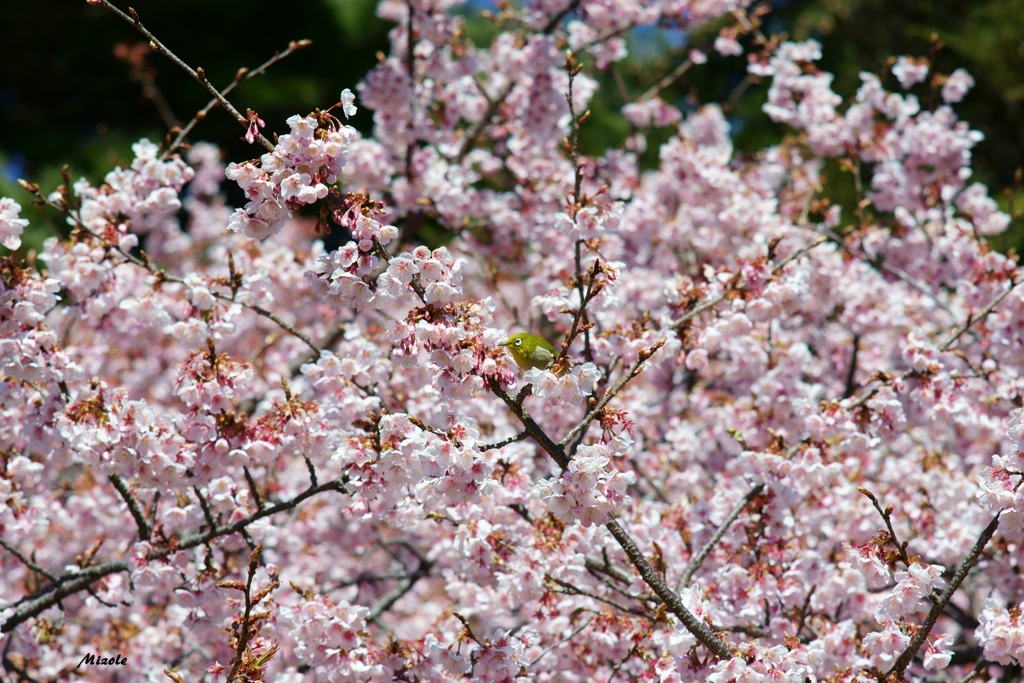 メジロIN桜