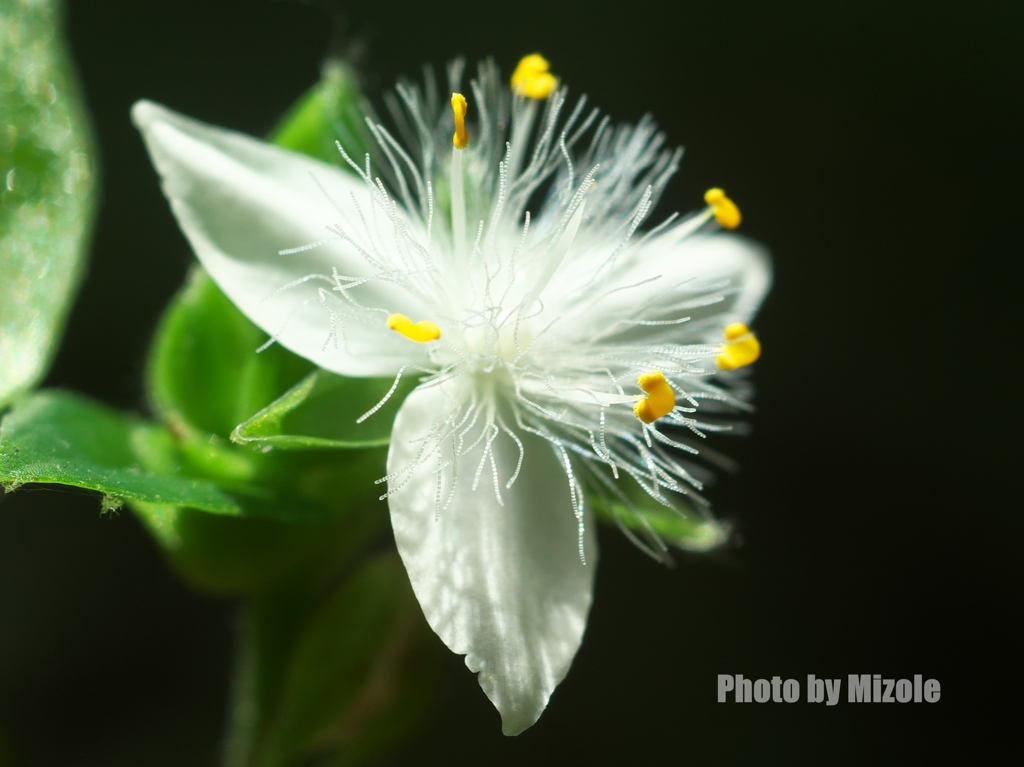 トキワツユクサ２