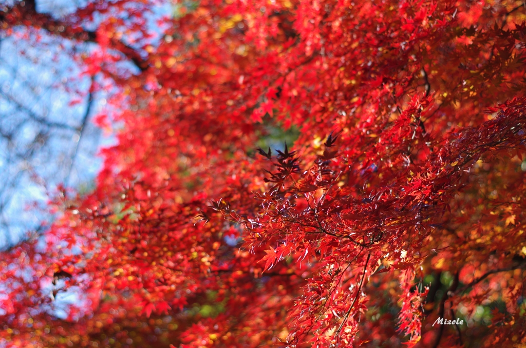 紅葉