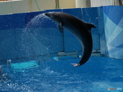 イルカジャンプ