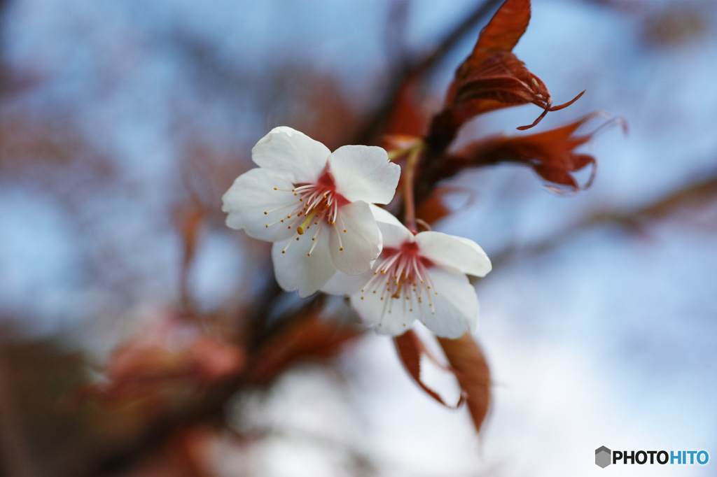 桜と枯葉