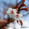 桜と枯葉
