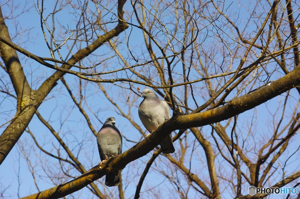 木にとまる鳩