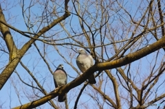 木にとまる鳩